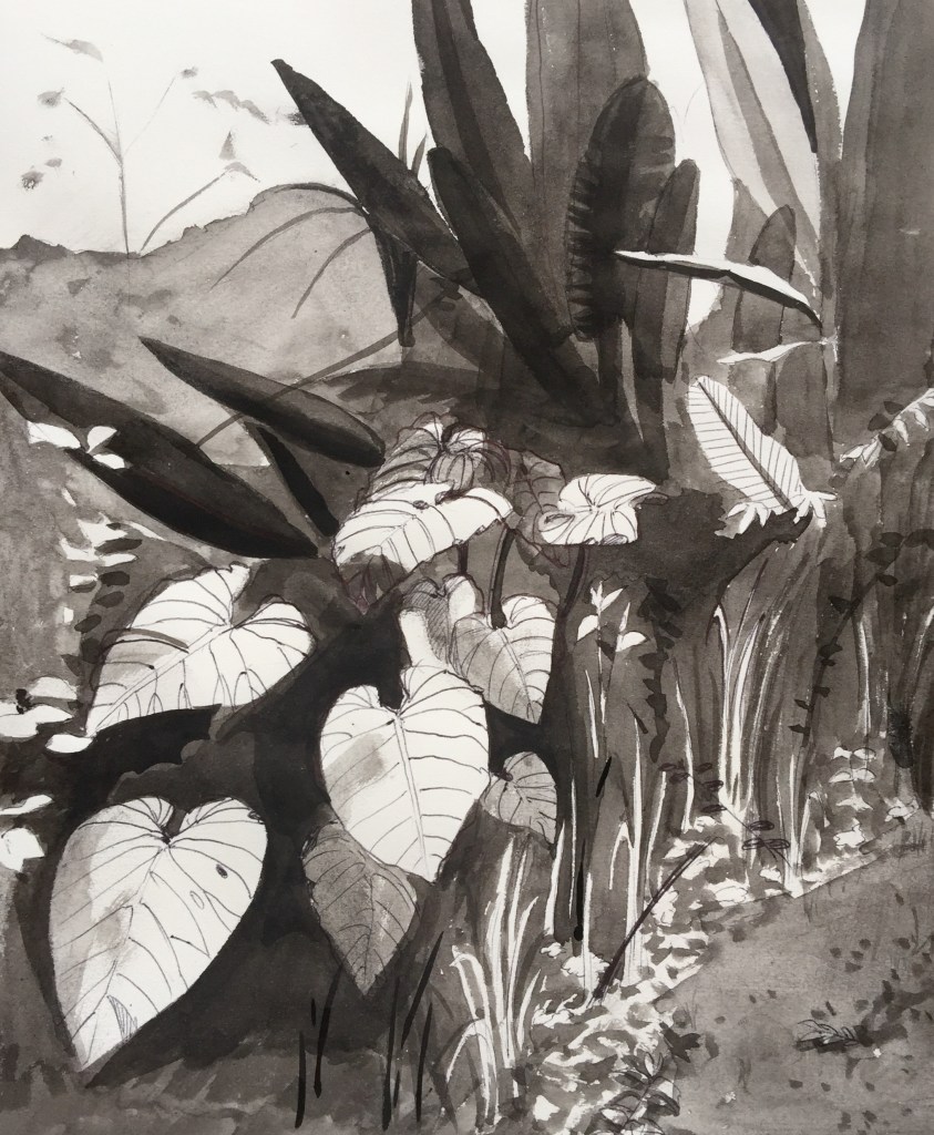 26/11/2015 : Jungle - Mindo - encre de chine et stylo 21 x 29,7 cm