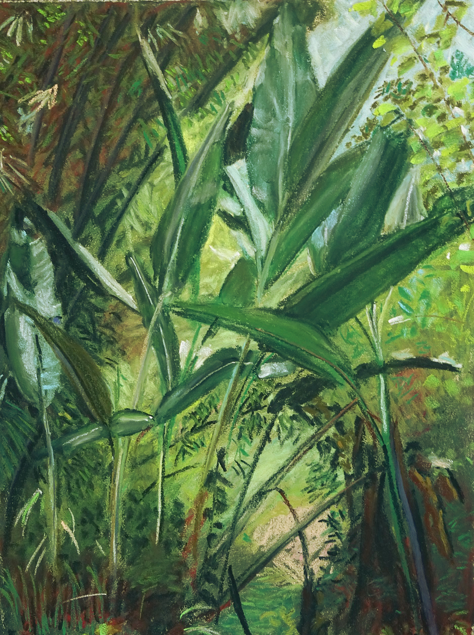 2016.06.22_ForetdeMindo